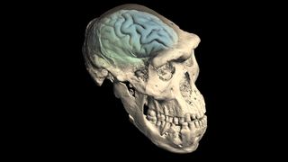 A virtual 3D reconstruction of one of the Dmanisi individuals, showing internal structure of the brain case, and inferred brain shape.