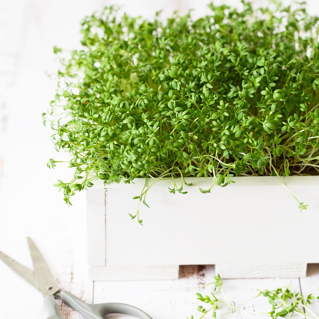 Learn how to grow watercress and enjoy an endless supply | Ideal Home