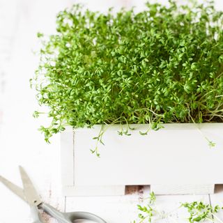 Microgreen watercress growing in planter