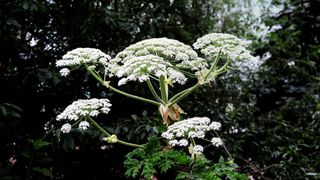 Giant hogweed