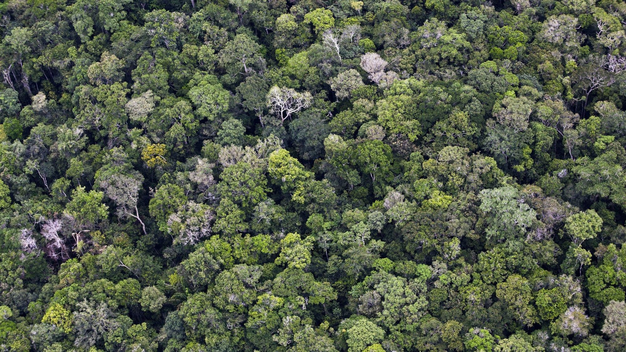 Exploring ancient forests on three continents