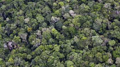 Anavilhanas National Park