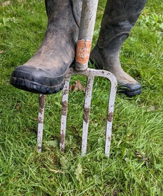 Aerating a lawn with a garden fork to improve drainage