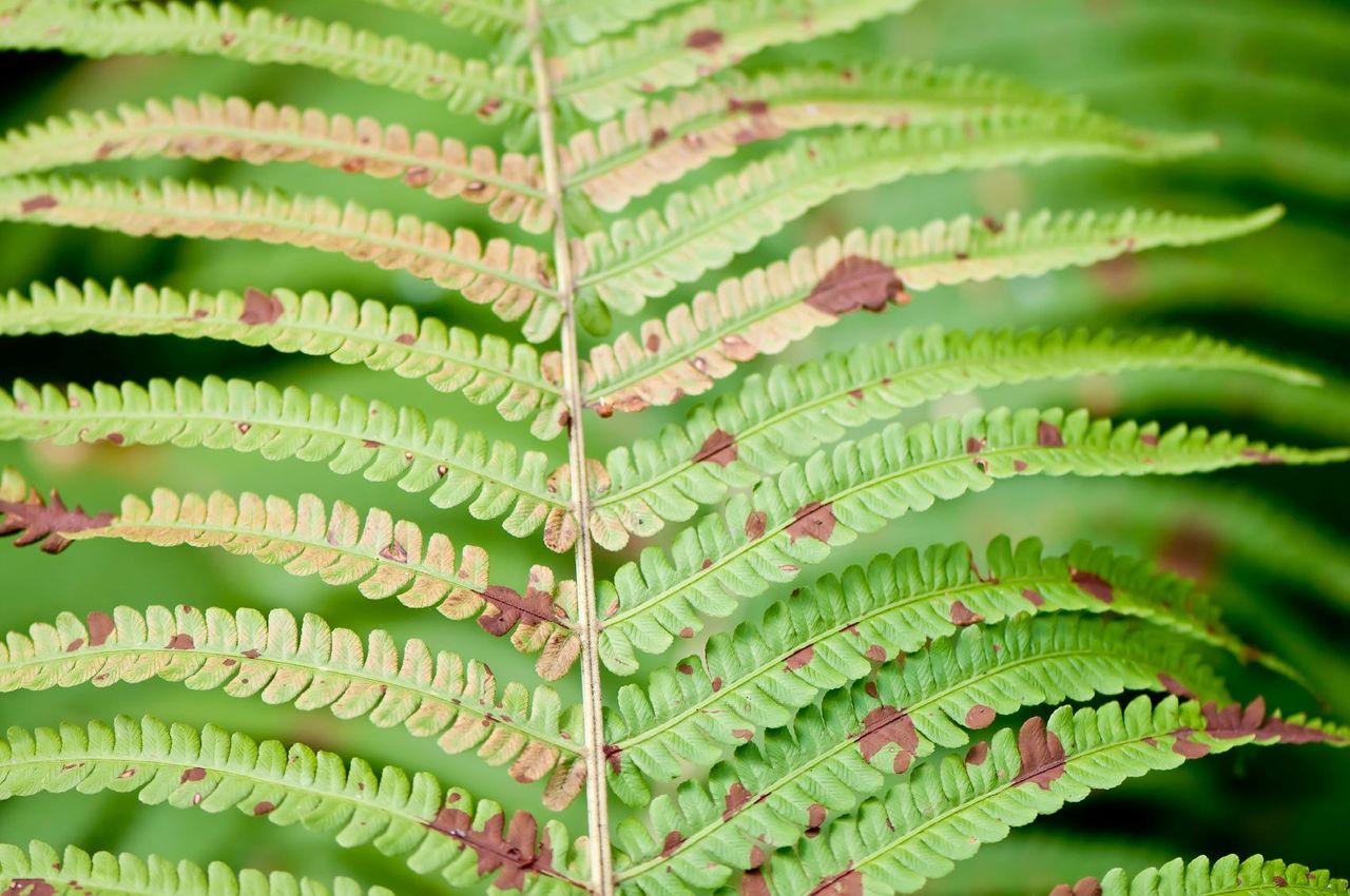 Rust Spots On Fern Leaves