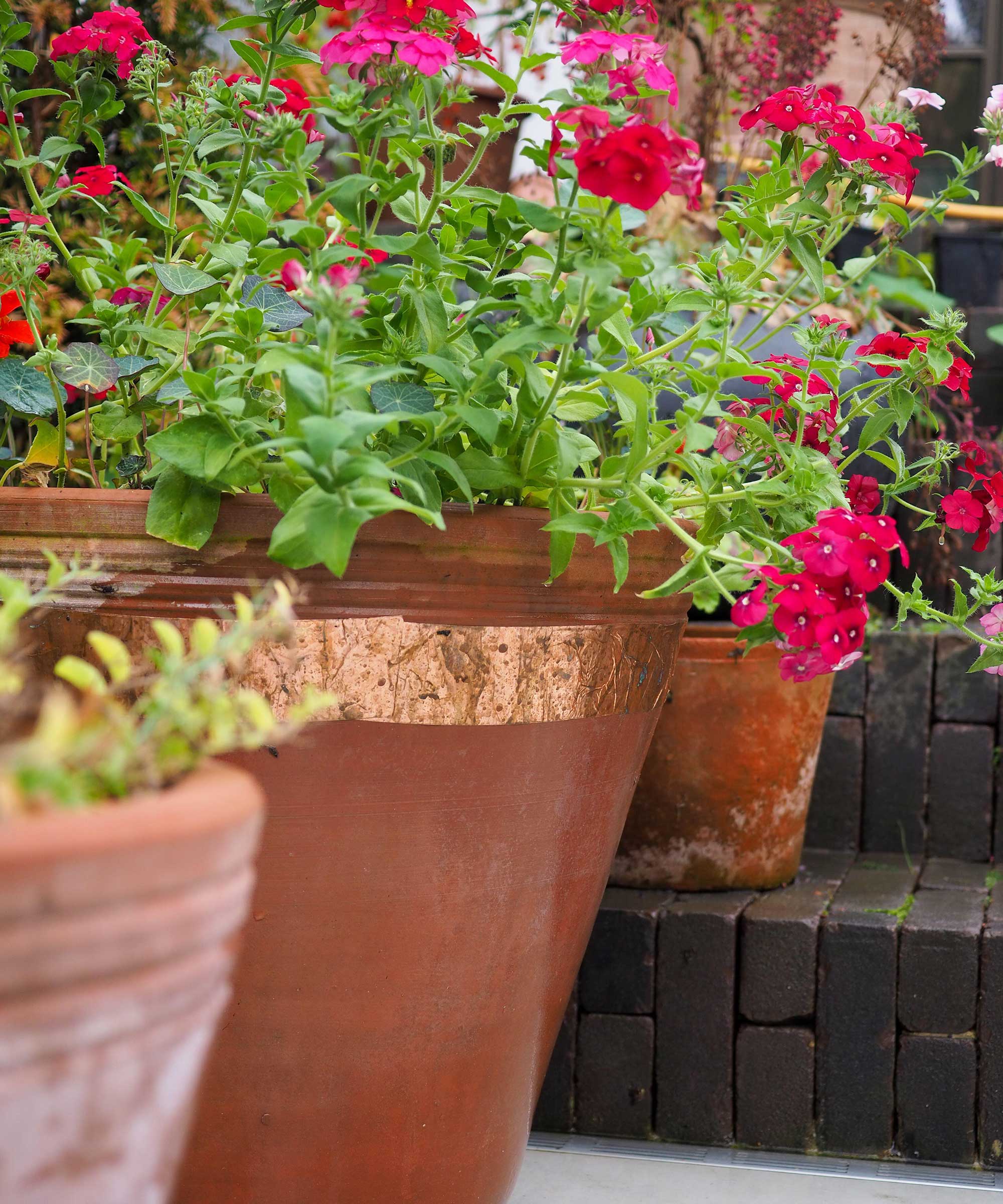 copper tape around flowerpots