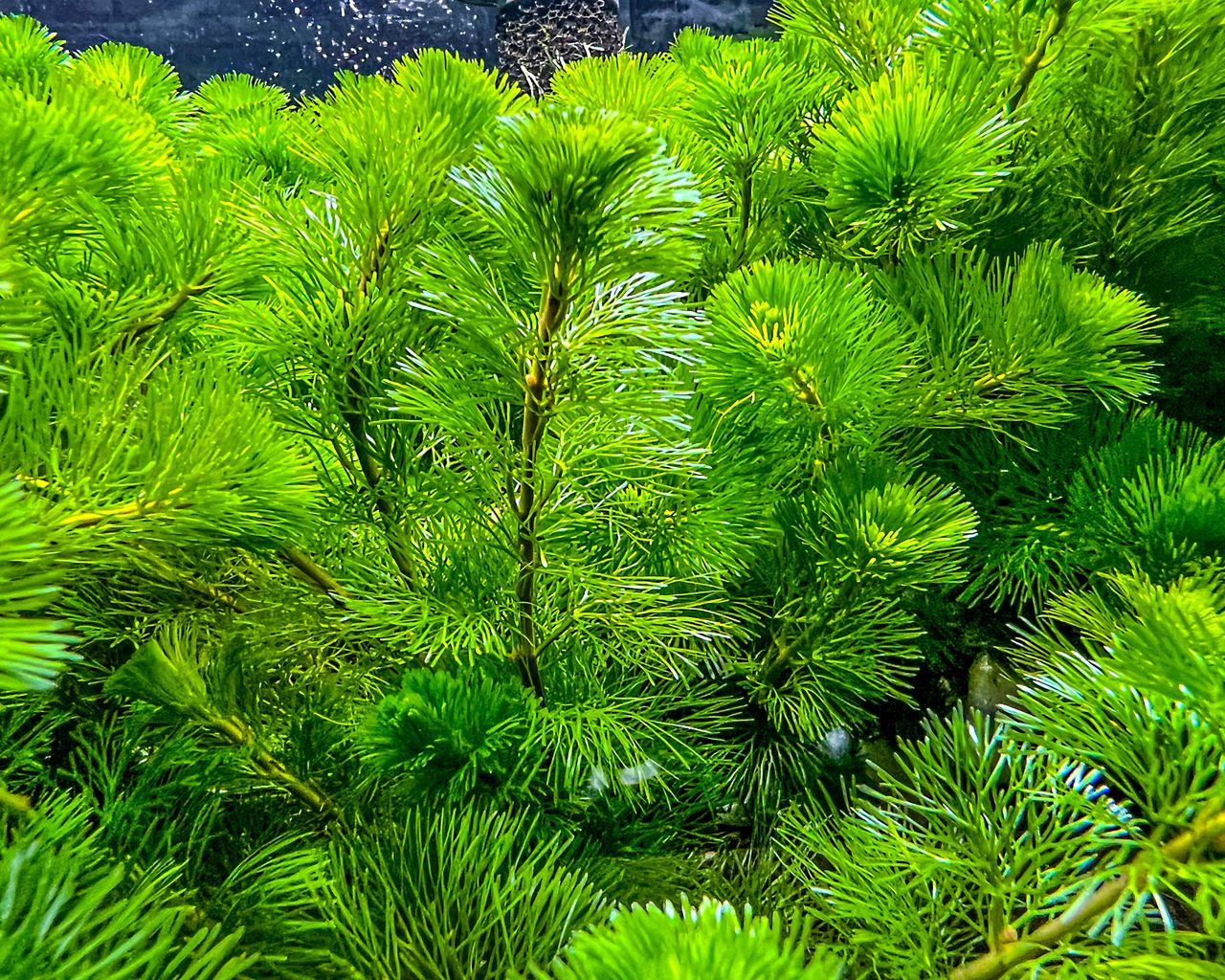 fanwort in water as a pond plant