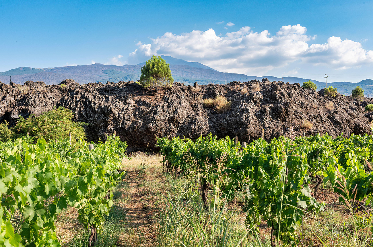 Etna vineyard