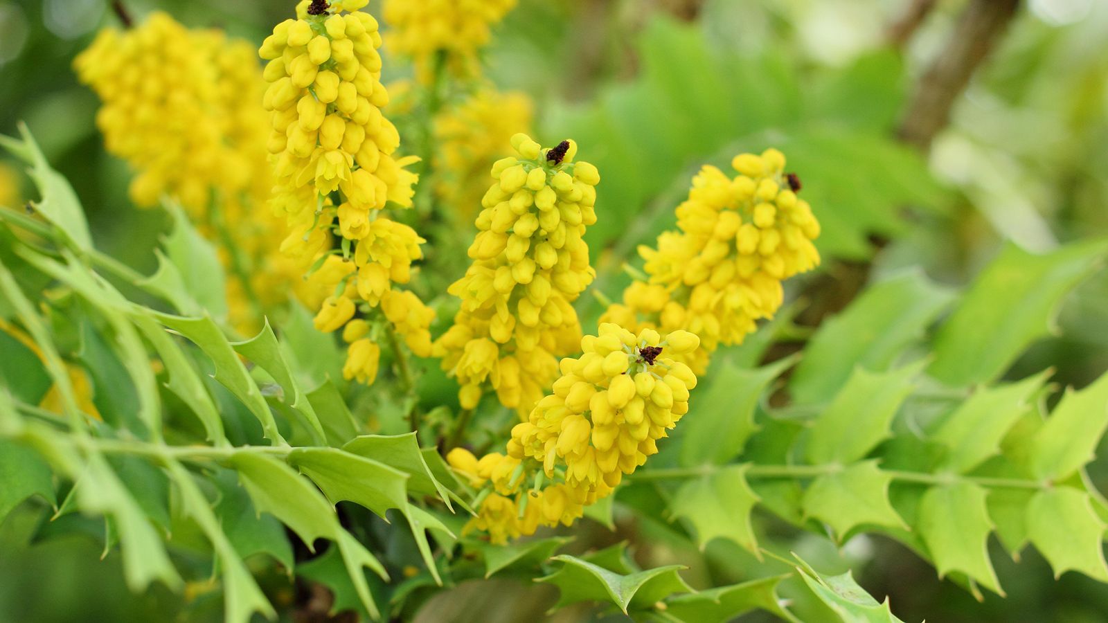 10 evergreens that are easy to grow in any garden Gardeningetc