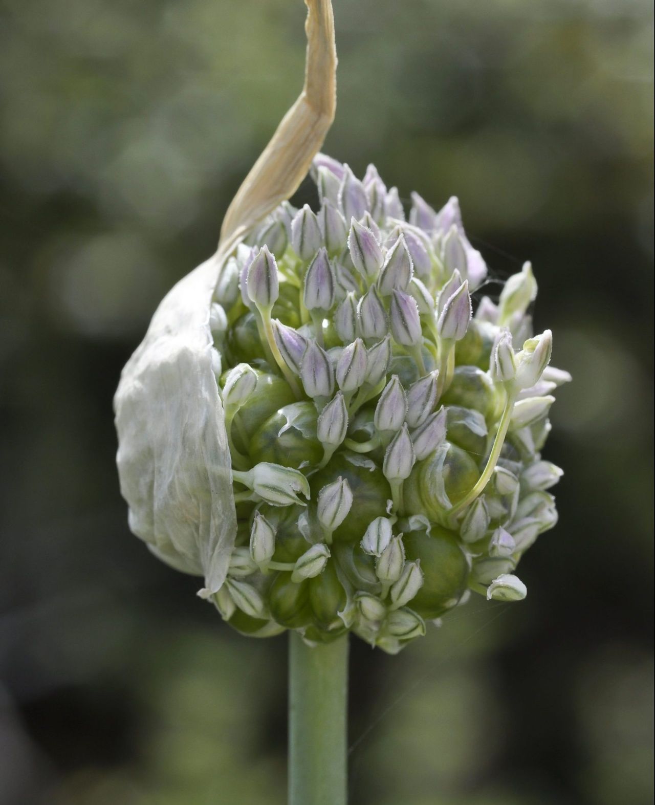 Babington&#039;s leek, Mark&#039;s favourite allium.