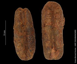 Date stones recovered from the stomach of the mummified dog unearthed in El Deir in Egypt.