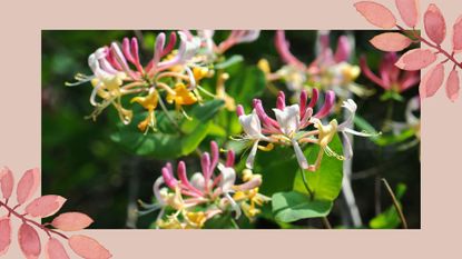 framed image of a yellow and pink honeysuckle plant to support an expert guide on how to prune honeysuckle