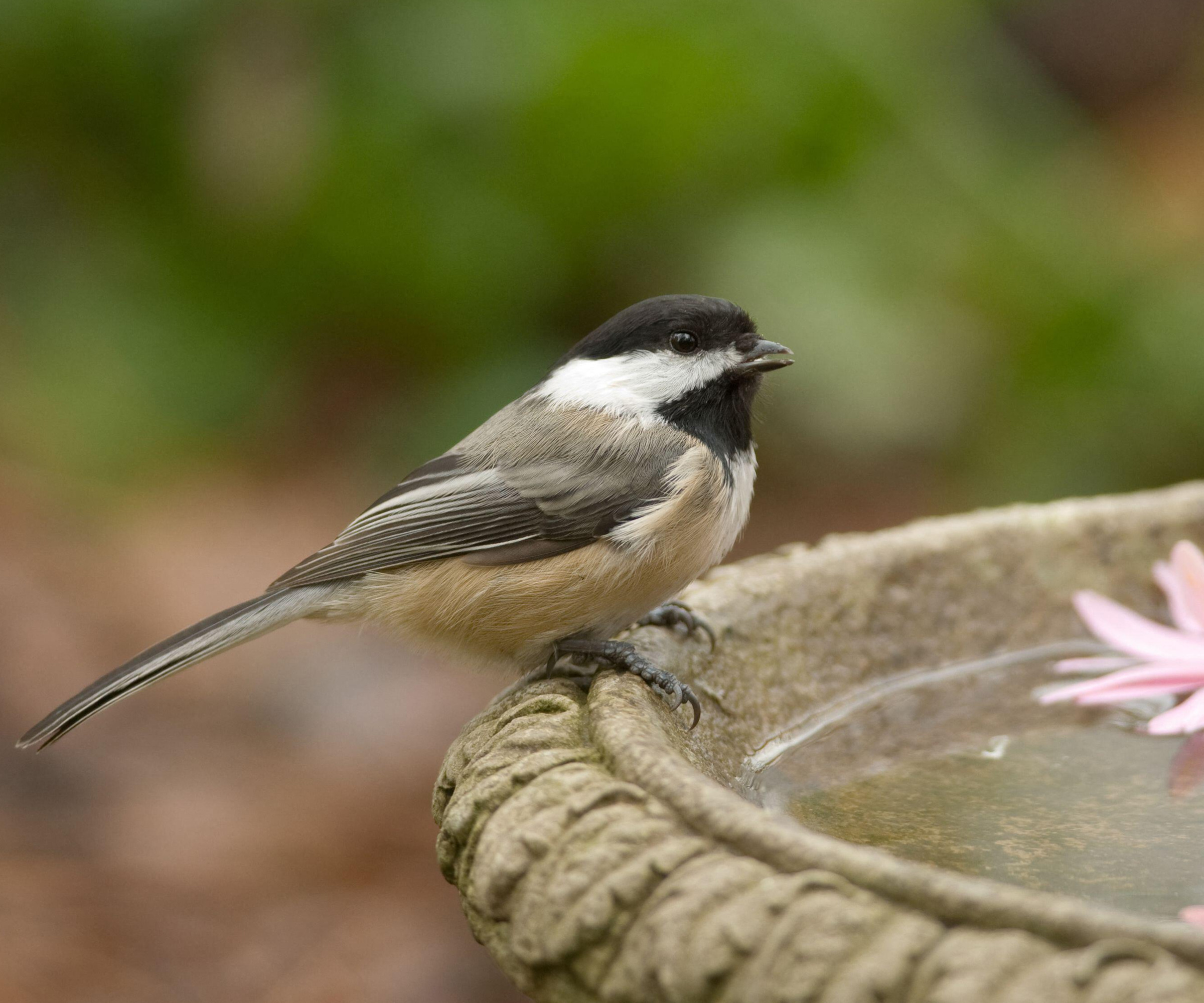 A black capped chickadee at a bird bath