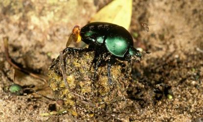 They may have bad taste in sustenance, but dung beetles sure are resourceful at night.