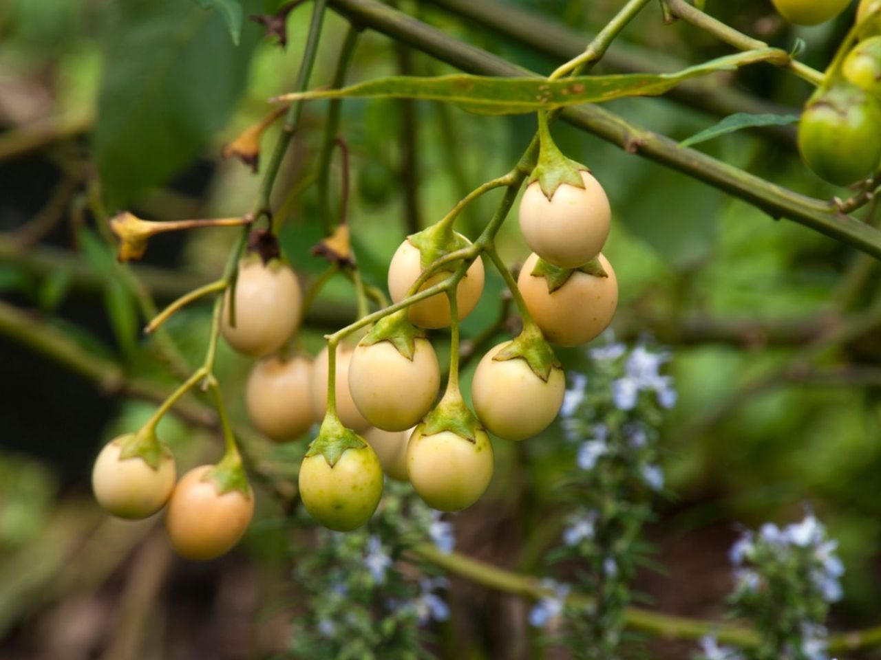 Kangaroo Apple Plant