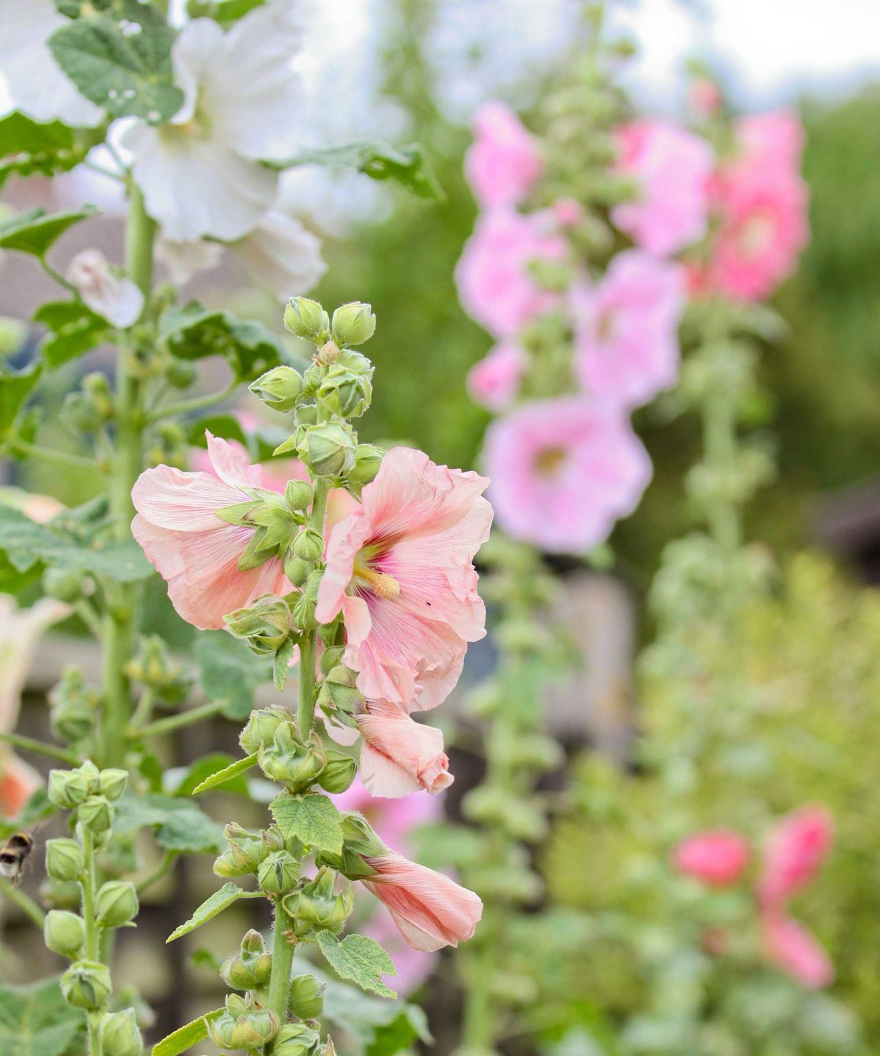 What To Do With Hollyhocks After Flowering 2 Expert Methods Homes 