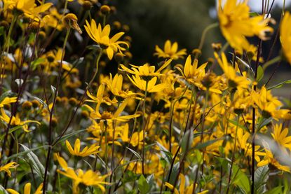 helianthus laetiflorus sunflower