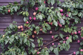 plum trees pruned to grow against a fence