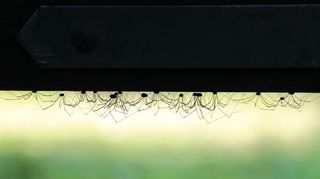 Dancing on the ceiling by Allen Holmes captures a group of harvestmen on the underside of a gate rail ©2018 British Wildlife Photography Awards