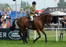 HorseNo513_RWHS16pn_4731.jpg