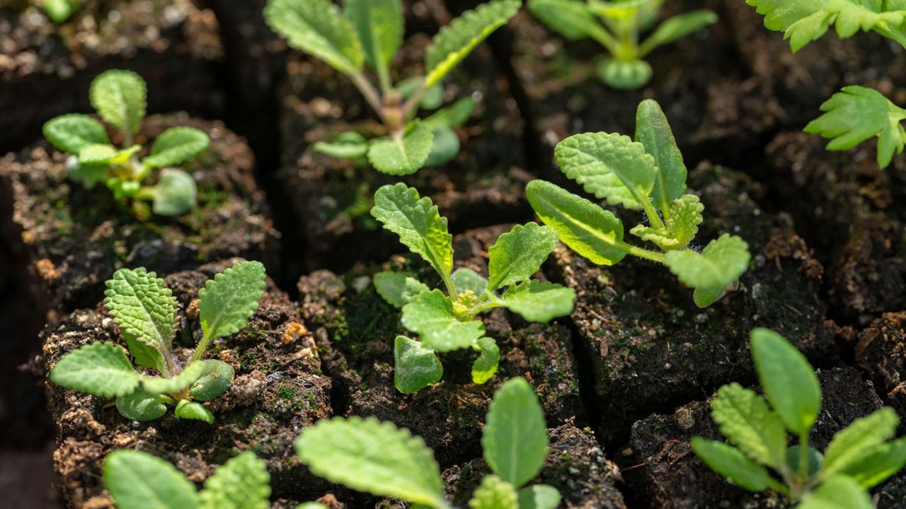 Soil blocks with seedlings 