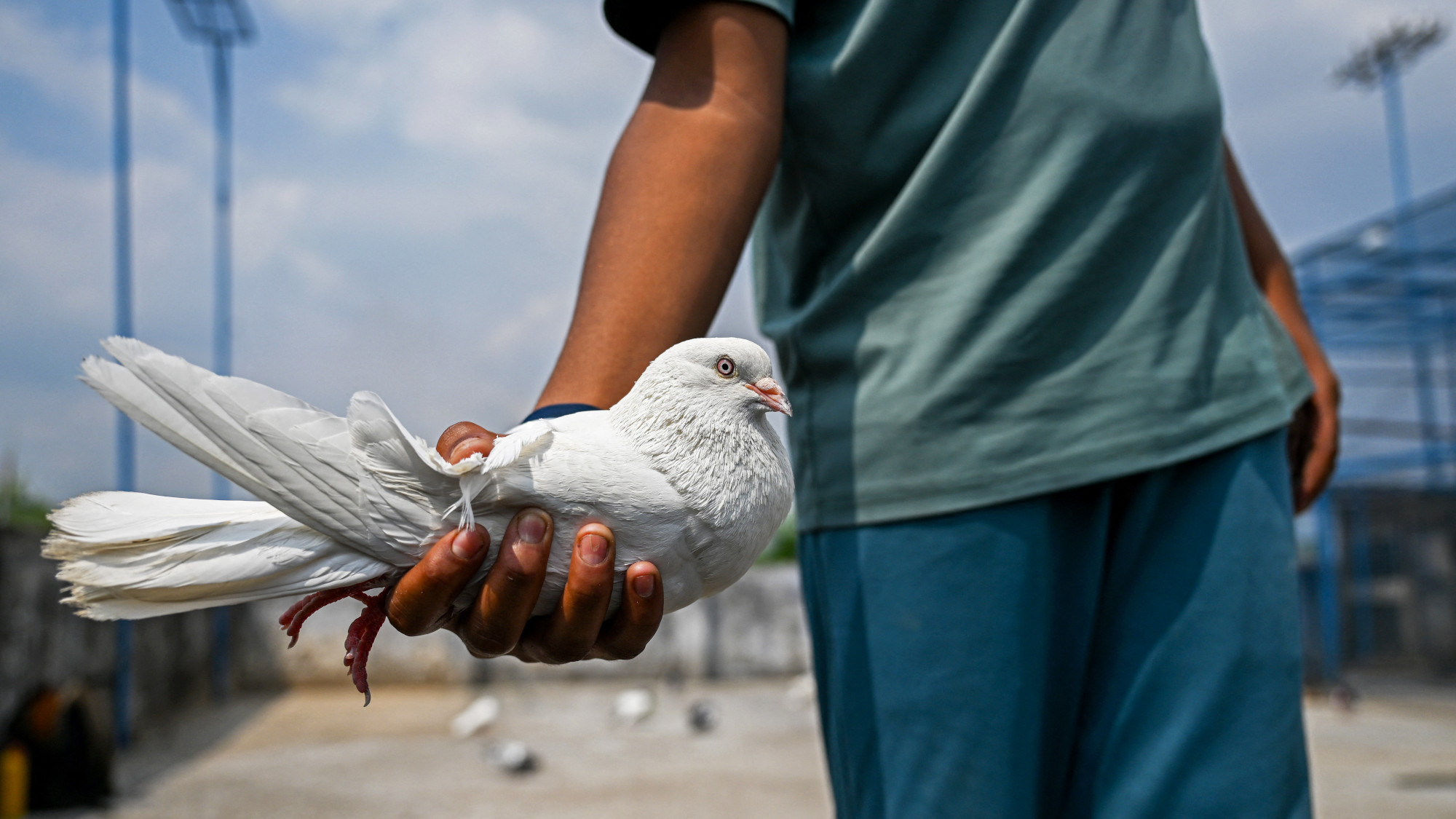 A white pigeon