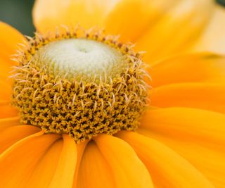 yellow black eyed-susan