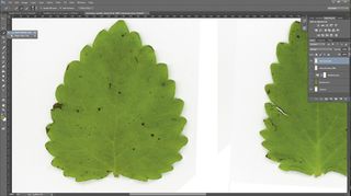 How to extract leaf textures with Photoshop