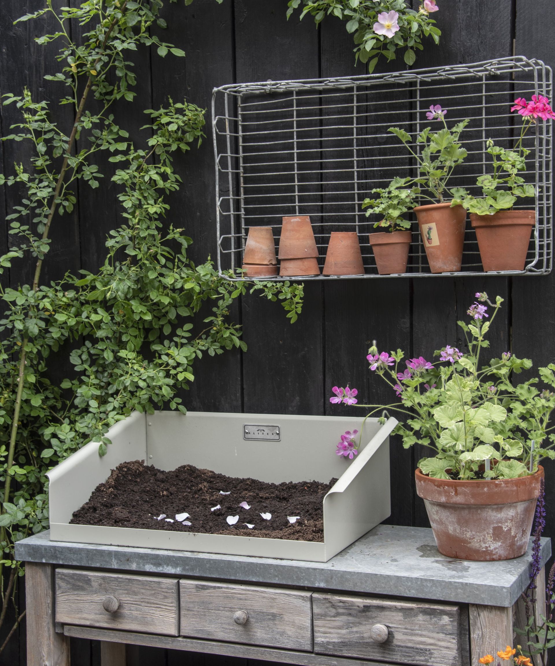 A potting bench with pelargoniums in pots
