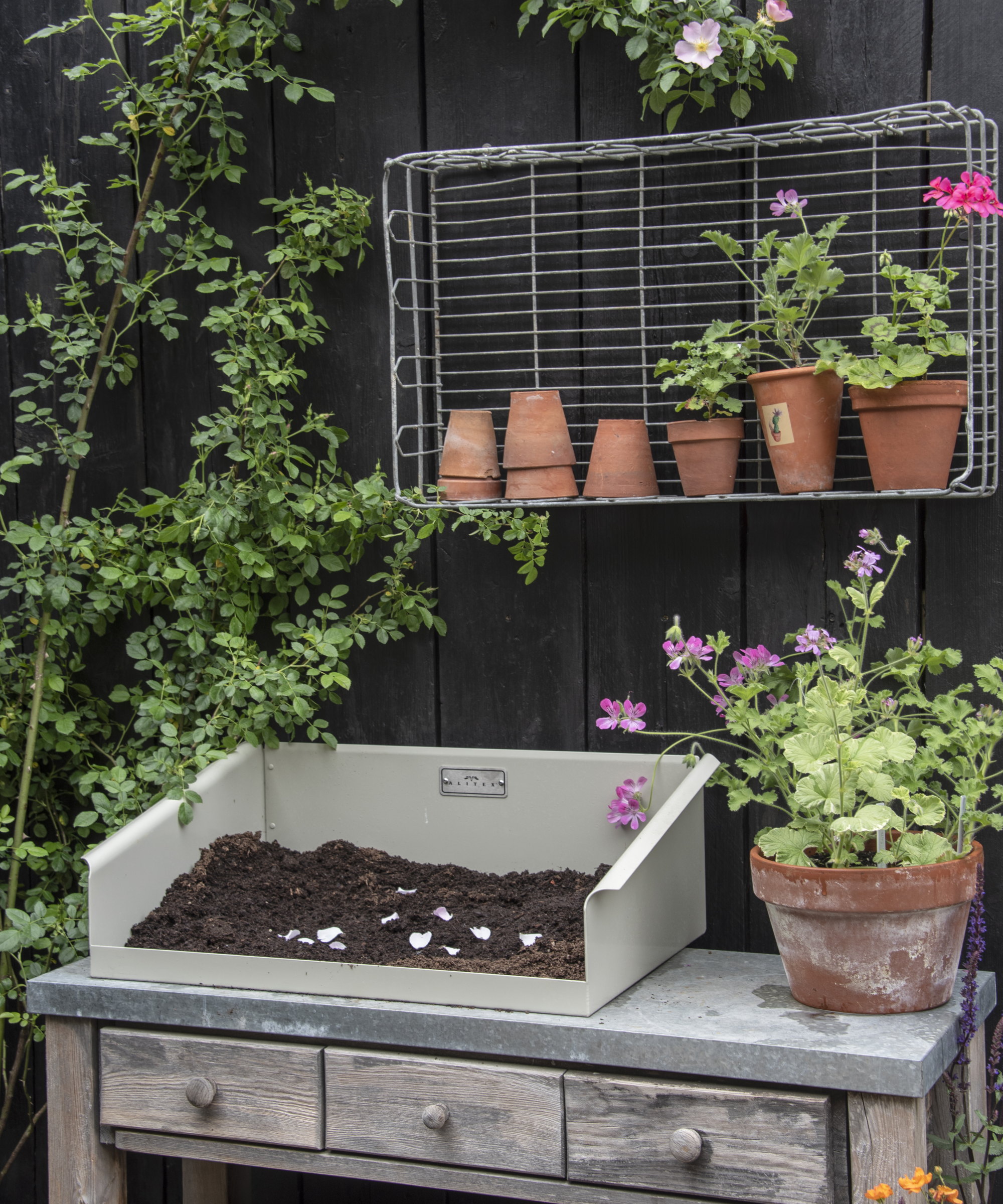 A potting bench with pelargoniums in pots