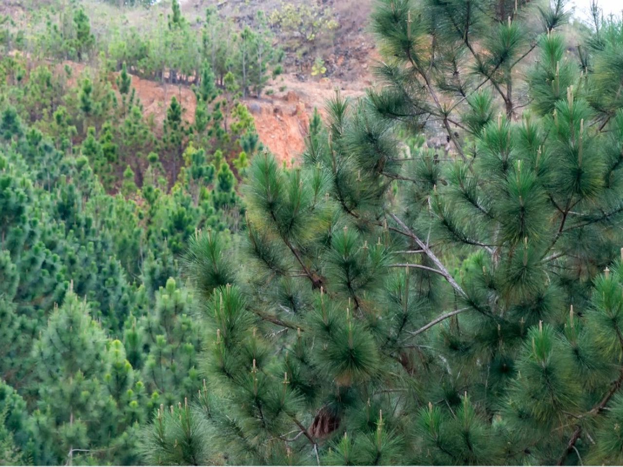 Close up of a pine tree with many far away in the background