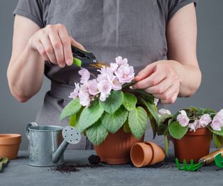 Pruning African violets