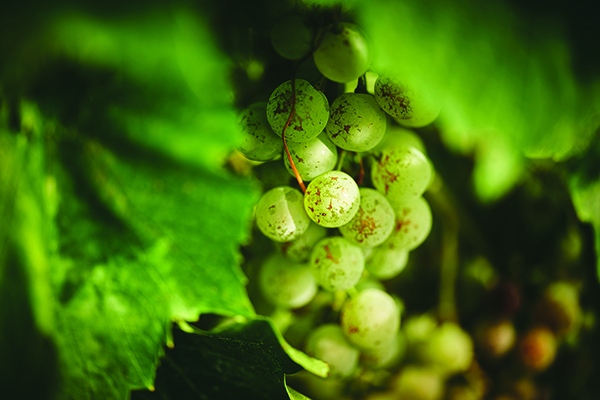 DEC302.malvasia.mdg6238_credit_neven_jurjak.jpg