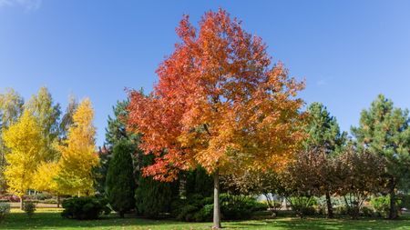 A young red oak tree in the fall sunshine