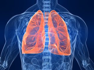 The human lungs are shown here in a diagram