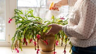 Christmas cactus