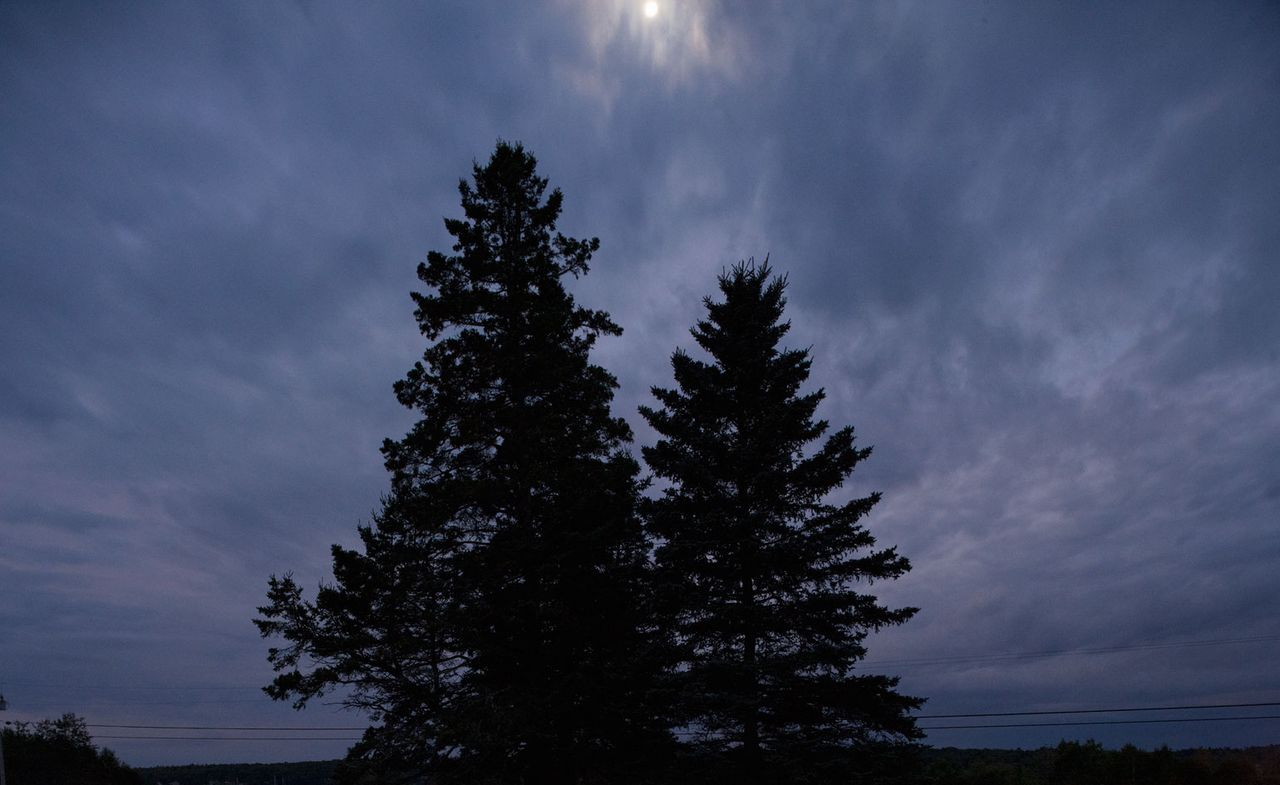 photograph of two trees with sky view