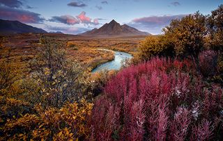 'Serendipity' by Andrea Pozzi / ©International Garden Photographer of the Year