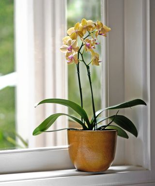 A yellow potted orchid sitting on a windowsill