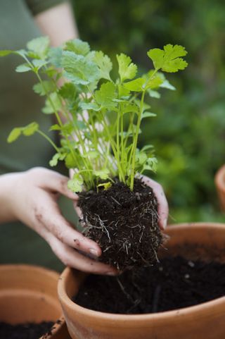 planting cilantro or coriander in a terracotta pot