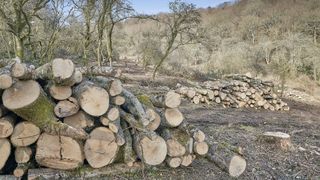 best trees for firewood: ash trees felled due to dieback