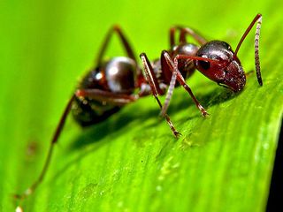 Digital ant swarms could help track malware