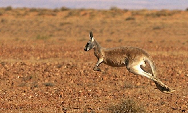 Kangaroo