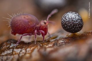 Winning image from the 60th Wildlife Photographer of the Year competition