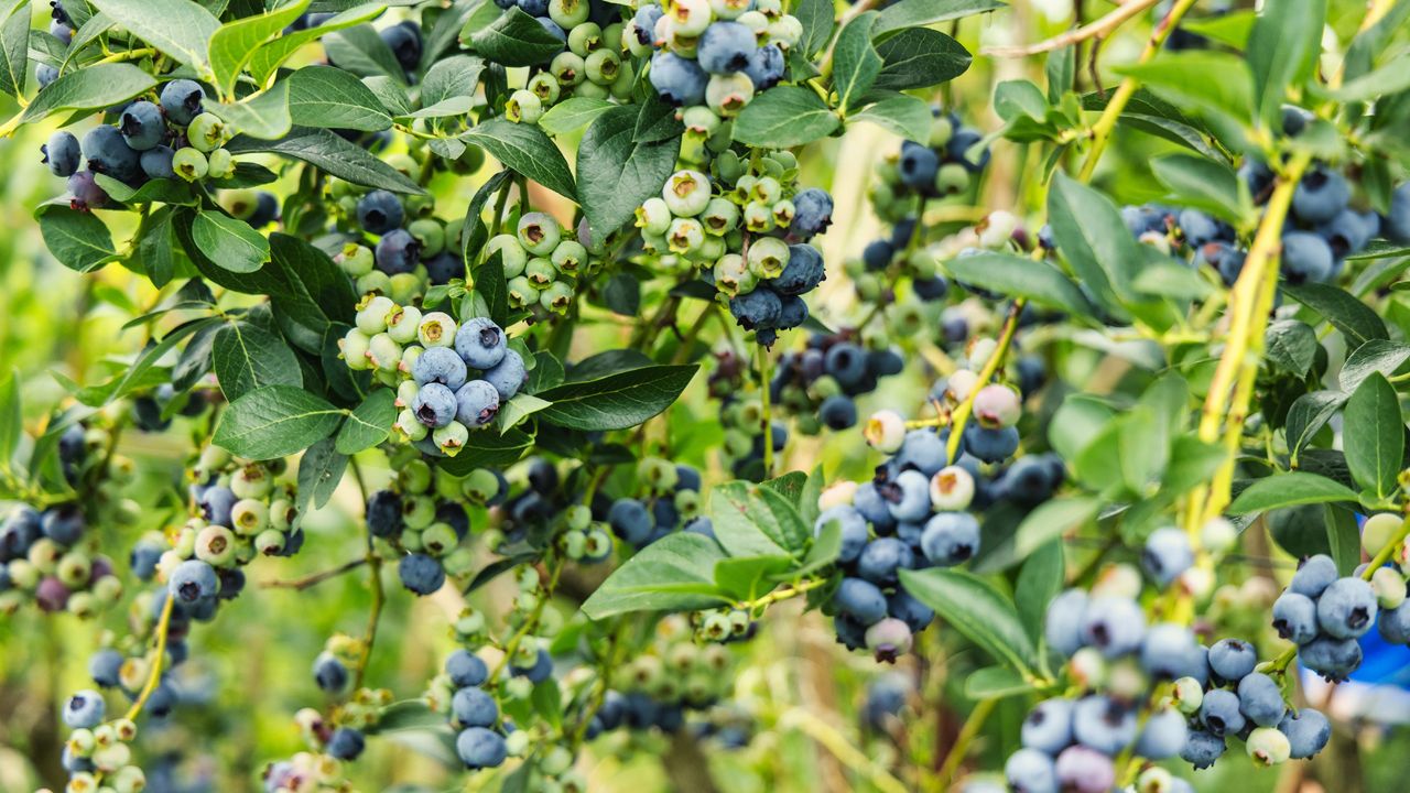 A blueberry bush