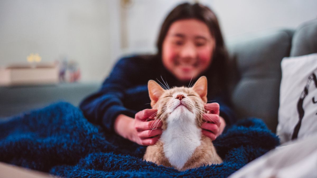 Girl scratching cat&#039;s face