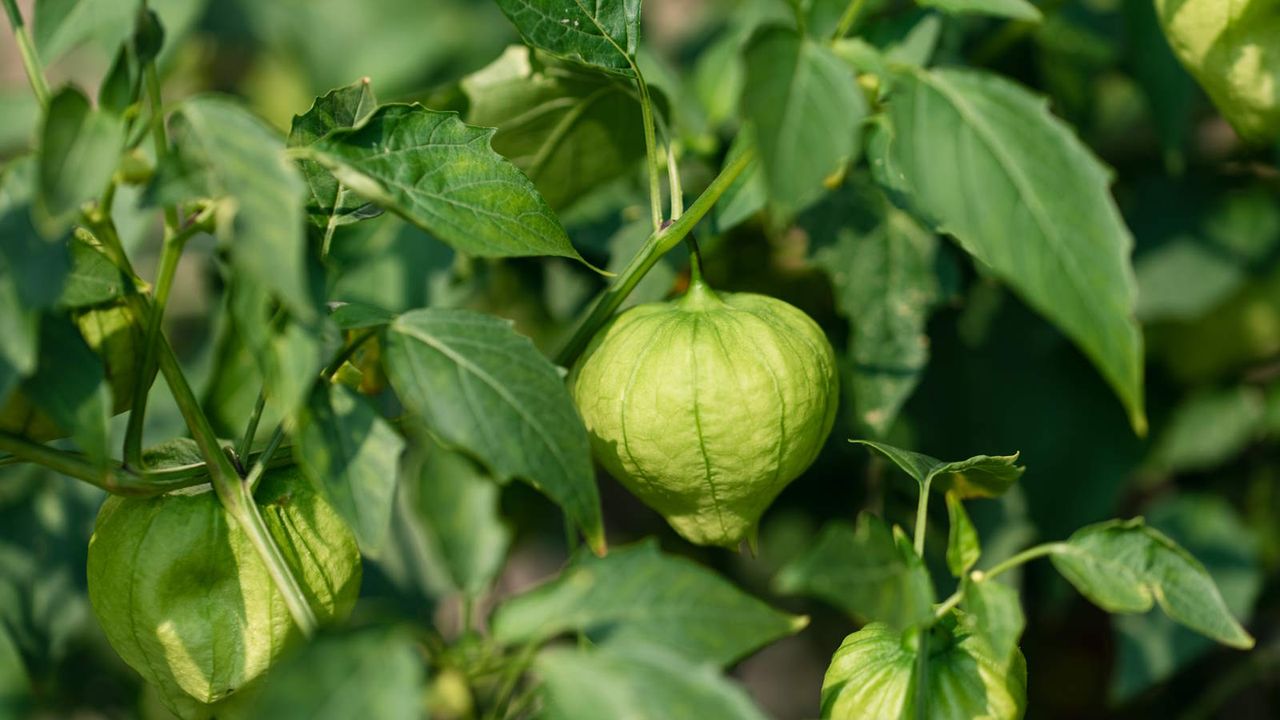 A close-up of a tomatillo fruit growing in the husk on the plant in a vegetable garden