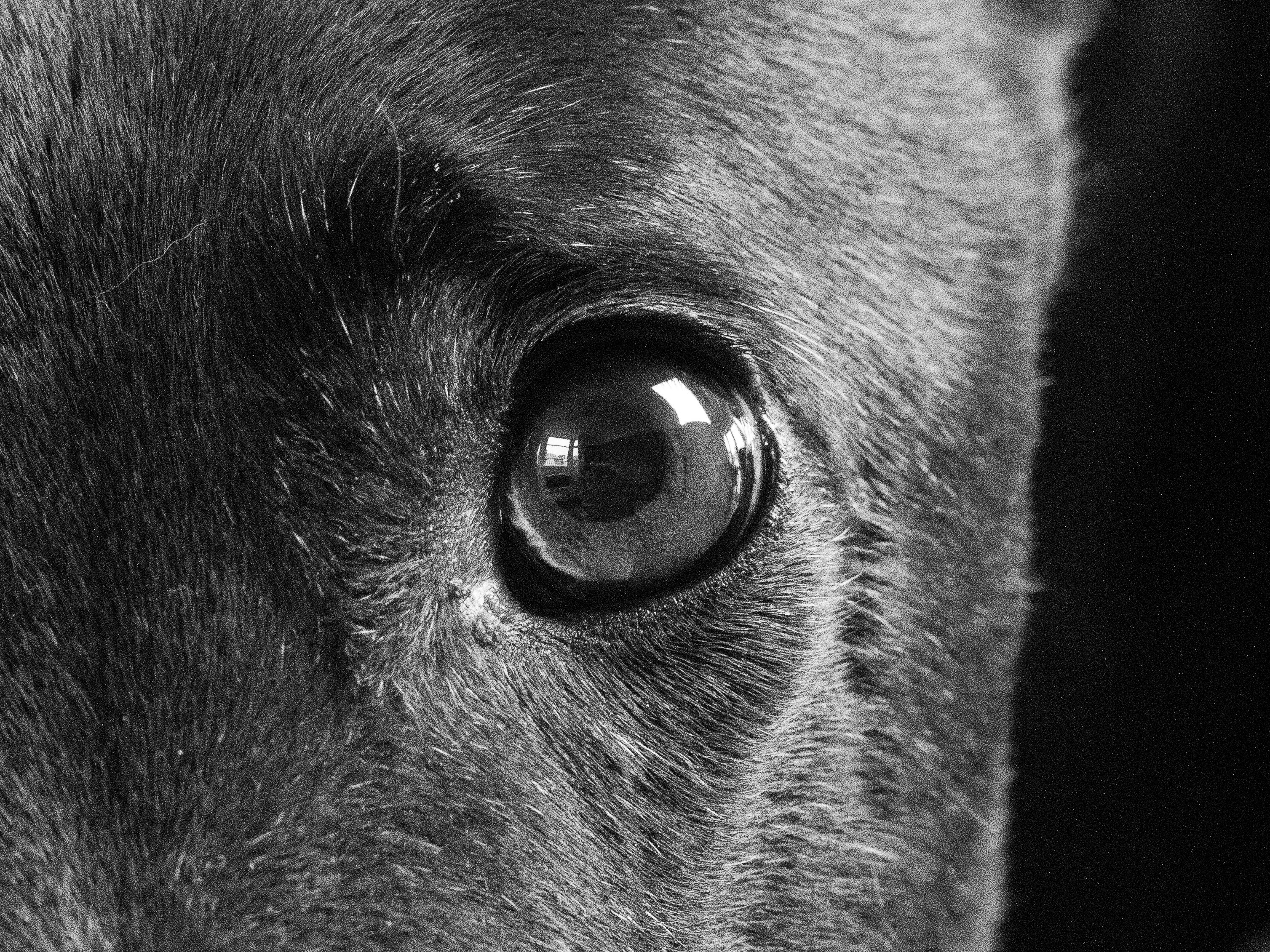A black and white image of a greyhound, cropped into her eye.