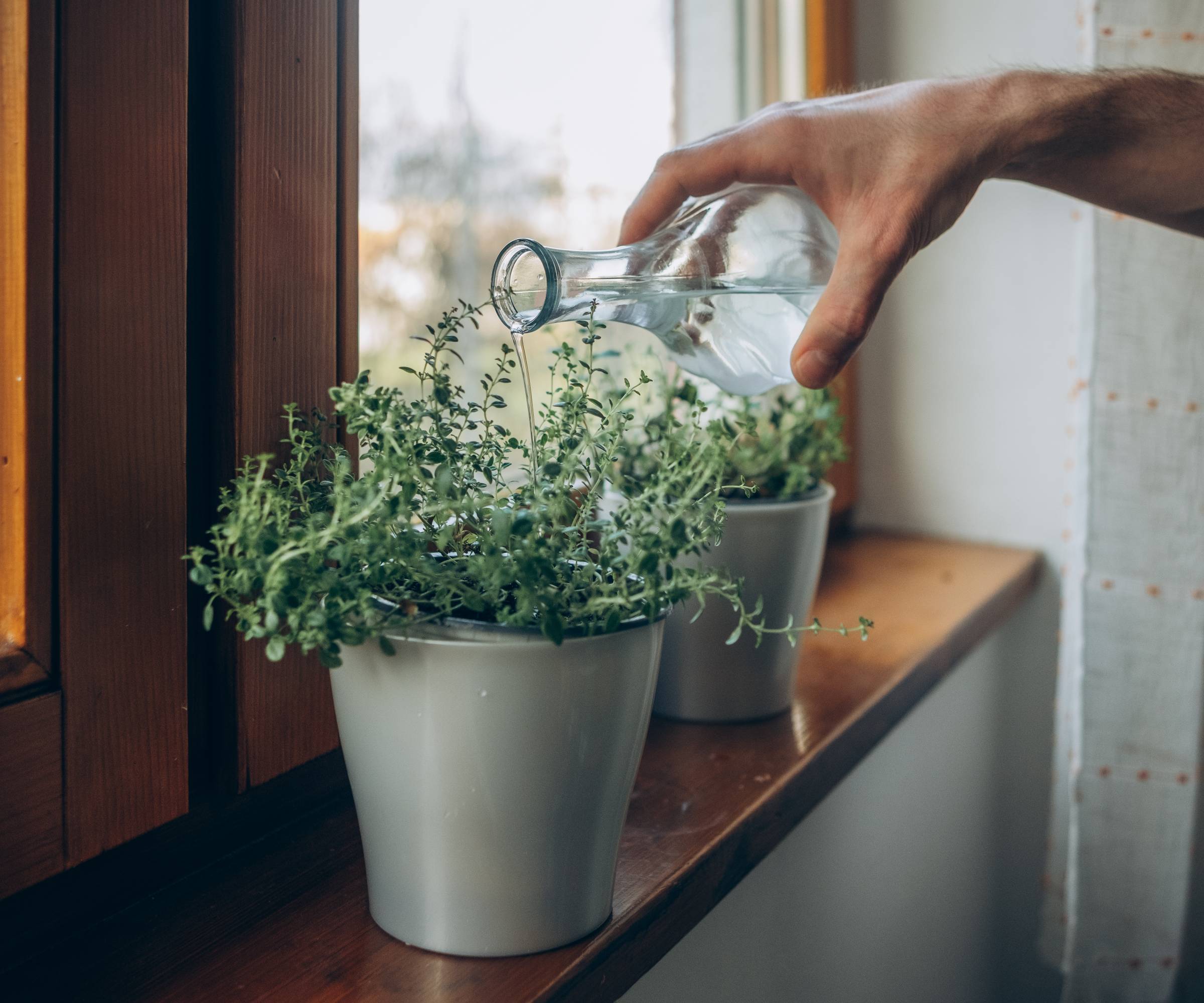 A man's hand watering a pot of thyme on a windowsill with a glass bottle