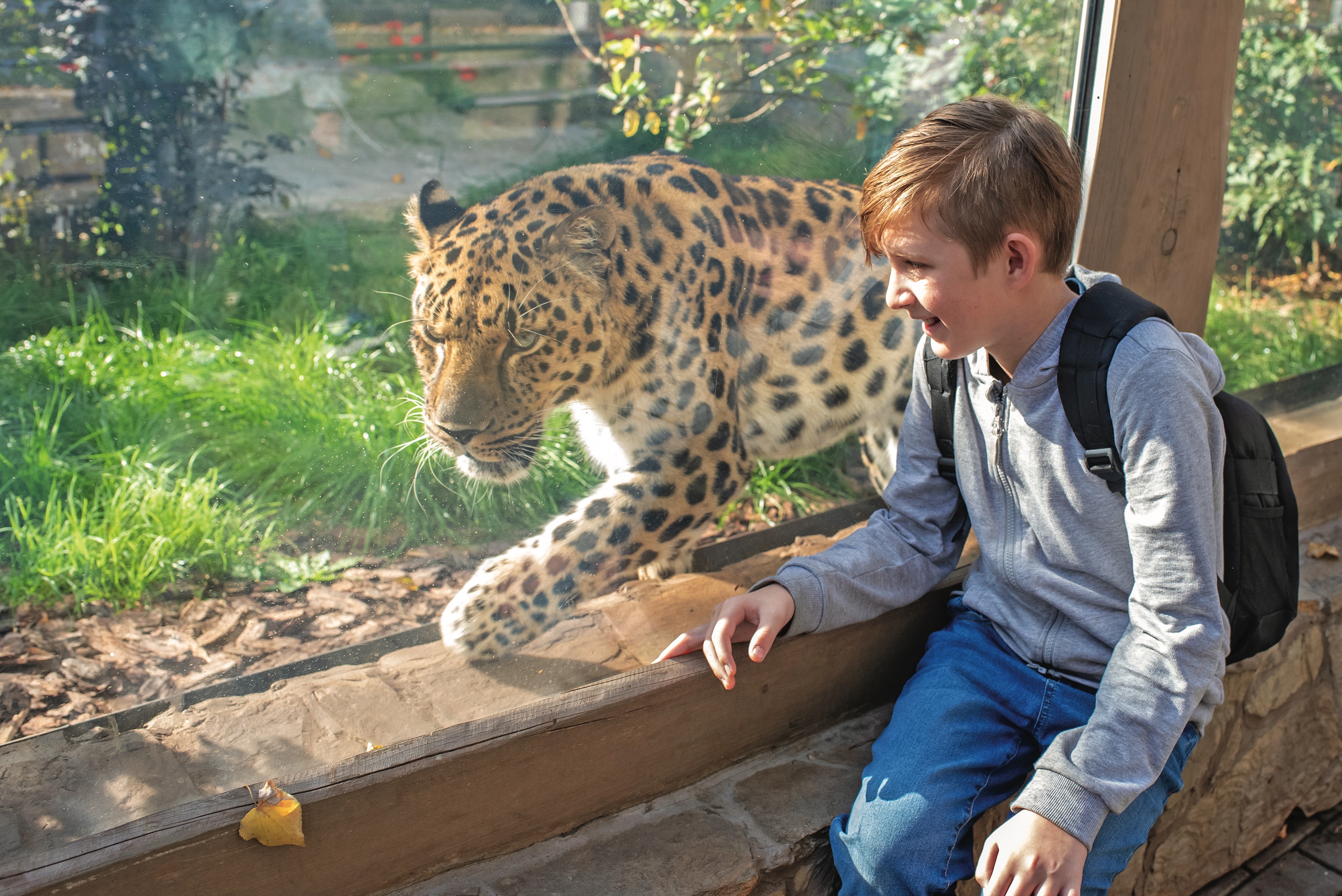A boy sits looking at a leopard through the glass of a zoo enclosure