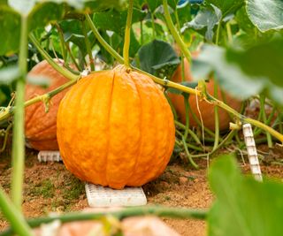 Orange pumpkin ripening off and sitting on a tile for protection from damp soil